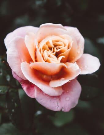 Sharon (Morrow) Briggs-Hostler Obituary